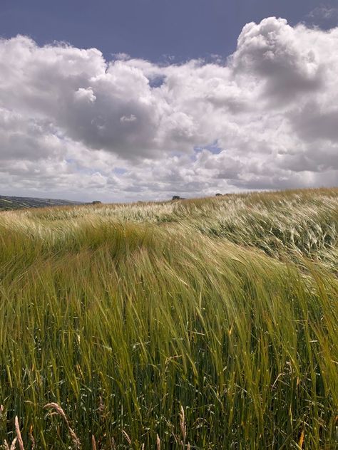 Wind In My Hair, Windy Weather, Field Of Dreams, Nature Garden, Windy Day, The Meadows, Editing Pictures, Farm Life, Natural World