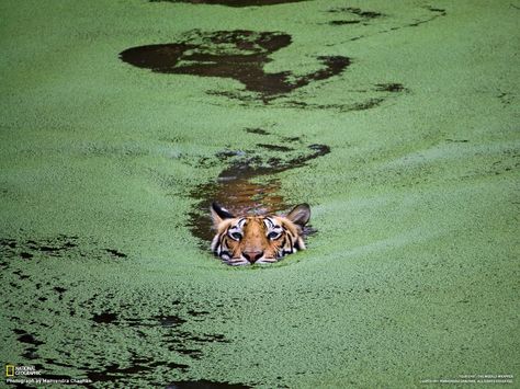 Some Nat Geo shots I can't stop staring at — Brian T. Miller Stories Matter Wildlife Photography National Geographic, National Geographic Animals, National Geographic Photography, Photography Competitions, Animal Nature, Green Water, Pictures Of The Week, Wild Nature, National Geographic Photos