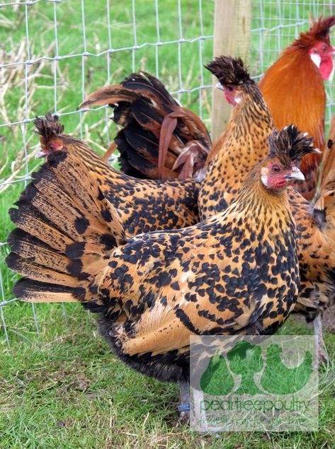 Appenzeller Spitzhauben Chicken, Appenzeller Spitzhauben, Chicken Diy, Chicken Breeds, Coop, Birds, Chicken, Animals, Gold