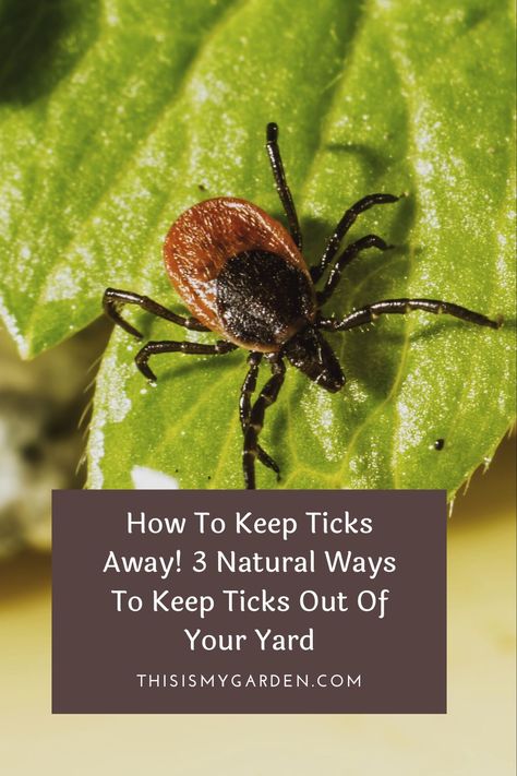 When summertime arrives, so do the ticks! You don't have to resort to chemical sprays to get rid of them though! Check out these 3 natural ways to keep ticks out of your yard and off of you and your pets! Seed Ticks How To Get Rid Of, Tick Prevention Yard, Best Tick Repellent For Humans, Ticks In Yard How To Get Rid Of, All Natural Flea And Tick Spray For Dogs, Flea And Tick Repellent For Yard, How To Get Rid Of Ticks In The House, Essential Oils For Tick Repellent, Tick Repellent Plants