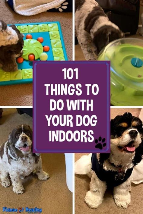 101 Things To Do Indoors With Your Dog - Fidose of Reality Dog Boredom, Dog Entertainment, Puppy Tips, Brain Games For Dogs, Bored Dog, Diy Dog Toys, Dog Enrichment, Exercise Ideas, Dog Games