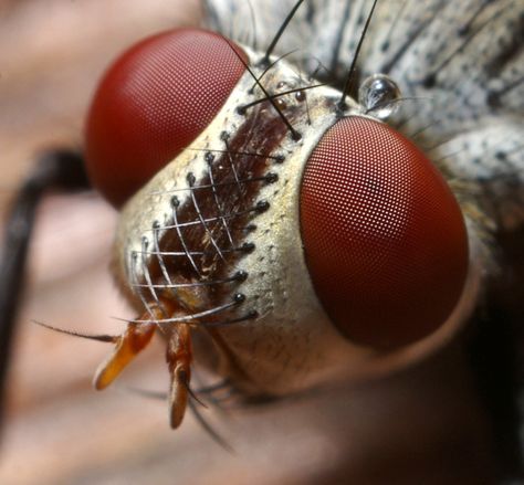 https://flic.kr/p/N9WE2 | Large Fly Head | Fly was about half an inch long, much larger than the flys I have been photographing. Insect Eyes, Foto Macro, Macro Pictures, Photo Macro, Cool Insects, Insect Photography, Cool Bugs, Camera Tips, A Bug's Life