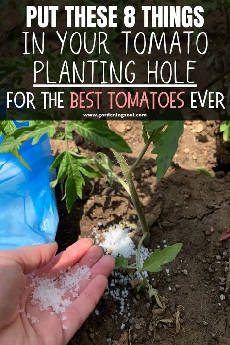 Put These 8 Things in Your TOMATO Planting Hole For The Best Tomatoes Ever Tomatoes Plants Problems, Tomato Farm, Planting Tomatoes, Tomato Problems, Tomatoes Growing, Tomato Growers, Tomato Fertilizer, Tomato Growing, Tips For Growing Tomatoes