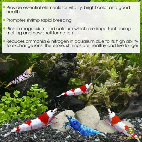 fresh water aquarium shrimp Mineral Rocks - Provide Magnesium That enhances Shrimp's Color - Calc... Pet Shrimp, Ghost Shrimp, Rock Shrimp, Baby Shrimp, Aquarium Shrimp, Cherry Shrimp, Shrimp Tank, Stair Climbing, Shell Color