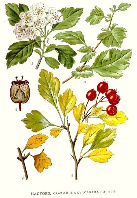 Viirpuu. Crataegus oxyacantha by Carl Axel Magnus Lindman Crataegus Monogyna, Hawthorn Tree, Hawthorn Berry, Painted Florals, Cholesterol Remedies, Foto Transfer, Vintage Botanical Prints, Parts Of A Plant, Medicinal Herbs