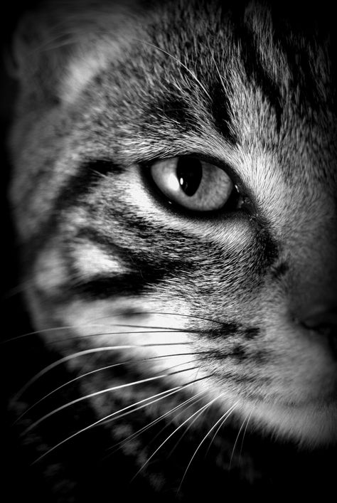 black and white photo of a tabby cat Black And White Cat Pictures, Cat Black And White, White Background Photography, Black Cat Drawing, Alex J, White And Black Cat, Famous Portraits, Scribble Art, Portraiture Drawing