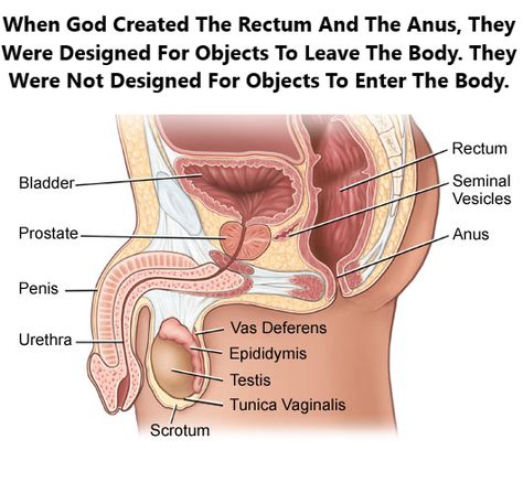 Male Reproductive System, The Reproductive System, Male Anatomy, Basic Anatomy And Physiology, Female Reproductive System, Cool Science Facts, Human Body Anatomy, Medical School Motivation, Medical Facts