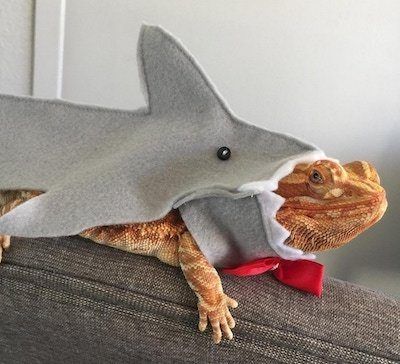 In search of only the absolute BEST bearded dragon accessories? If so, check out our post on everything from leashes, to costumes, furniture, and more! Bearded Dragon Costumes, Lizard Costume, Bearded Dragon Clothes, Shark Costume, Baby Bearded Dragon, Bearded Dragon Cute, Shark Costumes, Guinea Pig Toys, Dragon Costume