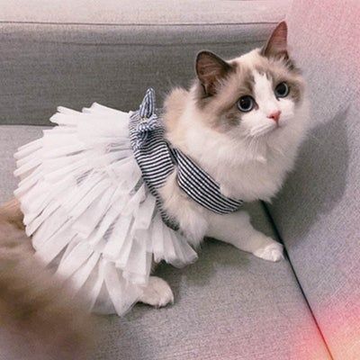 Tutu Design, Kitten Clothes, Cat Dressed Up, Cat Dress, Clothes Spring, Pretty Cat, Striped Cat, Cat Fashion, Cat Dresses