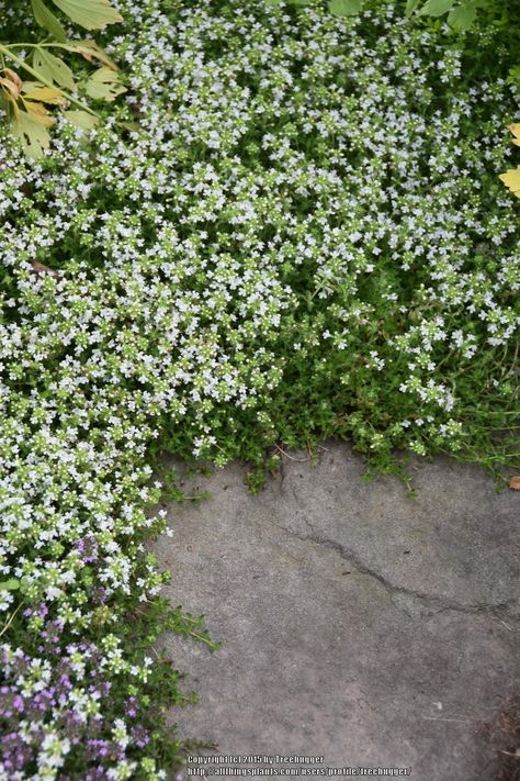 Photo of the entire plant of Creeping Thyme (Thymus serpyllum albus Slope Planting, Thyme Garden, Corner Landscaping, Thymus Serpyllum, Outdoor Landscape Design, Thyme Plant, Perennial Ground Cover, Hydrangea Landscaping, Creeping Thyme