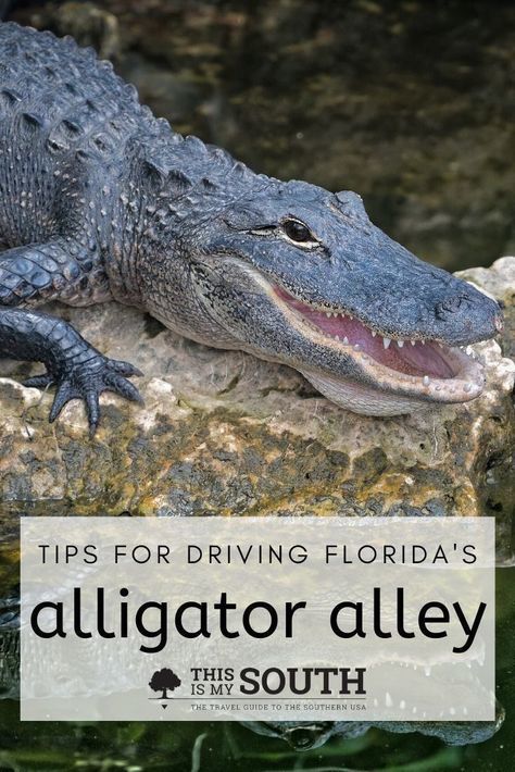 Have you ever driven the stretch of road in Florida called Alligator Alley? Whether you have or not, here are some tips from This Is My South that you should keep in mind when driving on this road. There are alligators and wildlife, and these tips will help keep you safe while traveling in this part of Florida. Roadtrip Tips, Tips For Driving, Florida Panther, Southern Usa, Girls Weekend Getaway, Southern Travel, Girlfriends Getaway, The Everglades, Bucket List Vacations