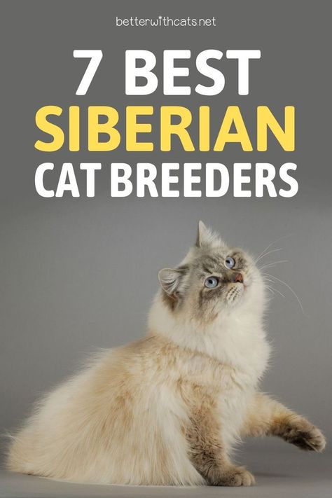 If you’re interested in getting a Siberian cat, check out our list of 7 Siberian Cat breeders that offer quality! Siberian Kittens, Cat Breeder, Siberian Cat, Fur Babies, Cats And Kittens, Kittens, Cute Animals, Animals