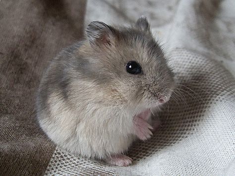 https://flic.kr/p/5Qtxzx | Saphire Winter White, 17 days old | Baby out of the most recent litter, Saphire Pearl x Pearl Winter White Hamster, Russian Hamster, Bear Hamster, Hamster Pics, Hamster Care, Baby Hamster, Funny Hamsters, Syrian Hamster, Cute Rats