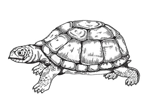 Illustration about Turtle vector illustration. Scratch board style imitation. Hand drawn image. Illustration of woodcut, white, engraving - 95029453 Rose Flower Sketch, Turtle Vector, Bee Sketch, Turtle Illustration, Woodcut Illustration, Plant Sketches, Woodcut Art, Flash Tattoo Designs, Tree Sketches