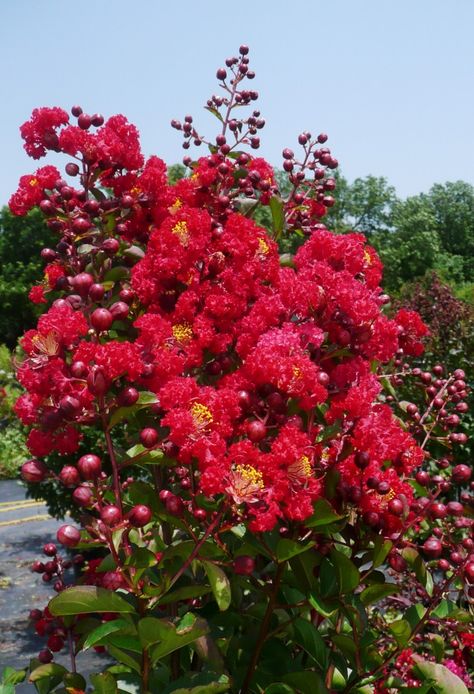 Dynamite Crape Myrtle, Crepe Myrtles, Texas Gardening, Backyard Privacy, Blooming Trees, Crape Myrtle, Planting Shrubs, Woman Reading, Wild Plants