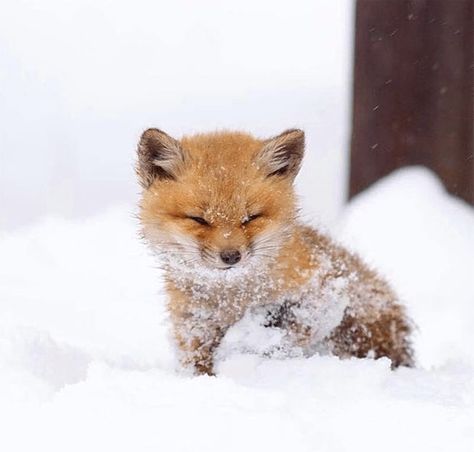 The Snow, A Small, Fox, Animals