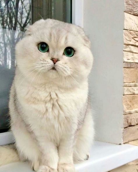 Dream's Cat, Cute Kawaii Animals, British Shorthair Cats, Pretty Animals, Cute Animals Images, Scottish Fold, British Shorthair, Funny Cute Cats