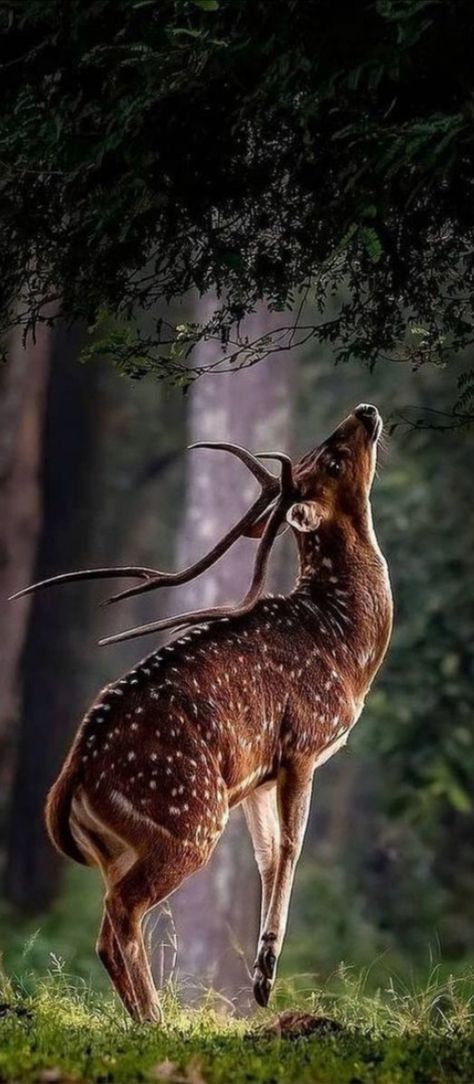 Deer Photography, Animal Photography Wildlife, Deer Pictures, Most Beautiful Animals, Haiwan Peliharaan, Pretty Animals, Majestic Animals, Arte Inspo, A Deer