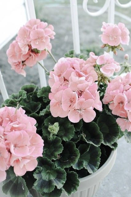 Geraniums Garden, Potted Plants Patio, Pink Geranium, Florist Design, Flowery Wallpaper, Best Indoor Plants, Pink Garden, Summer Plants, Garden Landscape Design