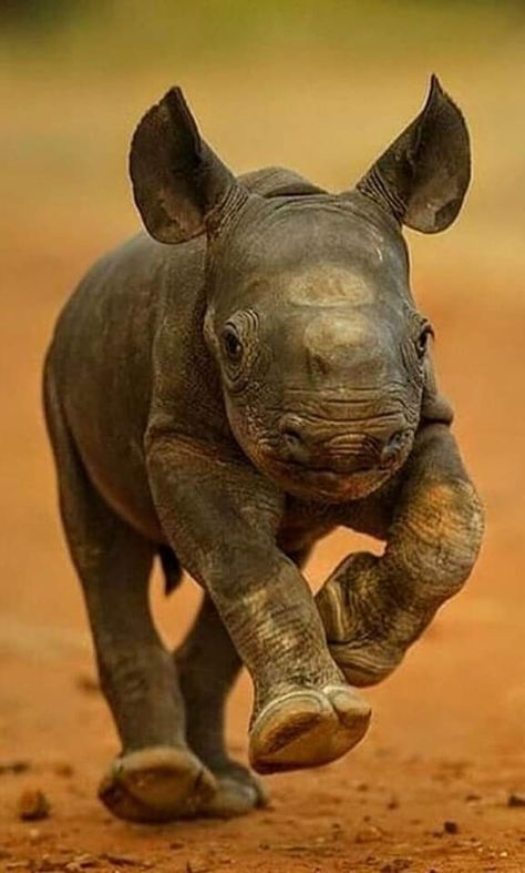 Regnul Animal, Baby Rhino, Cute Creatures, Animal Tattoos, Sweet Animals, Animal Planet, Animal Photo, Nature Animals, Funny Animal