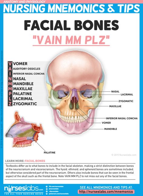 Facial Bones (VAIN MM PLZ) Medical Mnemonics, Facial Bones, Independent Day, Basic Anatomy And Physiology, Nursing Mnemonics, Nursing School Survival, Nursing School Studying, Nursing School Tips, Medical School Studying