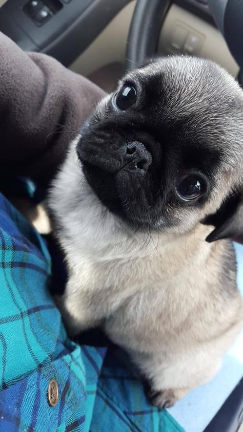 Baby Pugs Puppies, Pugs Puppies, Black Pug Puppies, Cute Pug Puppies, Baby Pugs, Eliza Doolittle, Pug Puppies, Cute Pugs, Pug Love