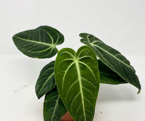 Anthurium villenaorum Care Indoors and Propagation Anthurium Villenaorum, Bright Indirect Light, Anthurium Plant, Cool Mist Humidifier, Liquid Fertilizer, Yellow Leaves, Organic Matter, Potting Soil, Grow Lights