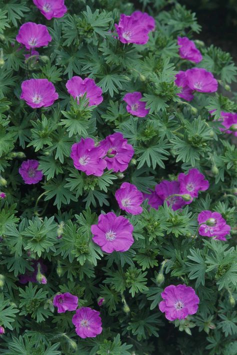 Wisconsin Landscape, Fall Landscaping Front Yard, Gardens Vegetable, Fall Flowers Garden, Fall Landscaping, Wild Geranium, Garden Flowers Perennials, Perennial Flowers, Garden Idea