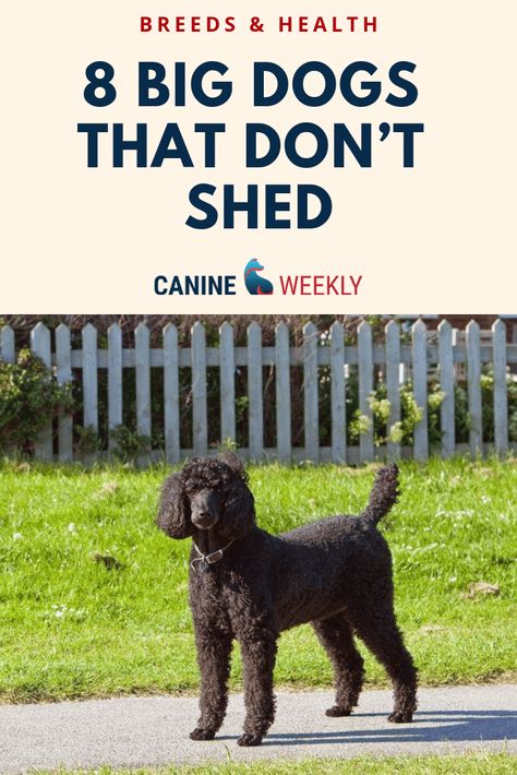 Dogs That Don't Shed, Big Dogs That Dont Shed, Dogs That Dont Shed, Low Shedding Dog Breeds, Dogs Hypoallergenic, Non Shedding Dog Breeds, Cute Big Dogs, Non Shedding Dogs, Dog Breeds That Dont Shed