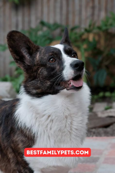 Discover the captivating world of Cardigan Welsh Corgis! Dive into their history, traits, and why they make great pets. In this blog post, we delve into the captivating world of the Cardigan Welsh Corgi, a breed renowned for its adaptability, athleticism, and hardiness. #Cardigan #CardiganWelshCorgi #Pembroke #anfabrics #bestfamilypets Cardigan Welsh Corgi Puppies, Cardigan Corgi, Cute Corgi Puppy, Corgi Shirt, Corgi Puppies, Welsh Corgi Puppies, Cardigan Welsh Corgi, Corgi Puppy, Cute Corgi