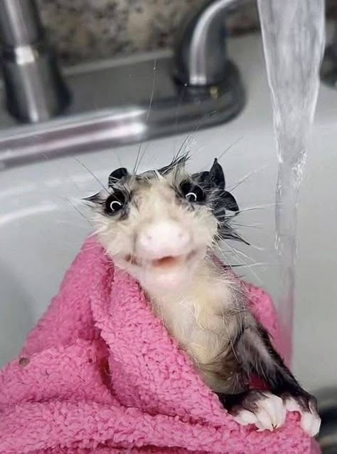 Unhinged Possum, Opossum Pfp, Opossum Fursona, Possum Funny, Opossum Funny, Cute Opossum, Baby Opossum, Silly Animal Pictures, Baby Possum