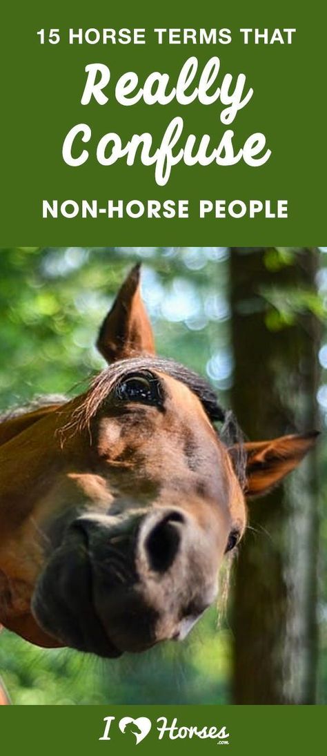 There's more than one reason why horse people stand out from a crowd. One of those reasons is that we basicially speak a different language. From talking about how many hands your horse is to discussing the best tack, there are more than a few horse terms that can sound confusing if you don't know horses. Click through for a comprehensive list. #horsepeople #horseperson #tack #horses Animal Facts For Kids, Horse Information, American Paint Horse, Horse Facts, Fun Facts About Animals, Bay Horse, Horse Dressage, Facts For Kids, All About Horses