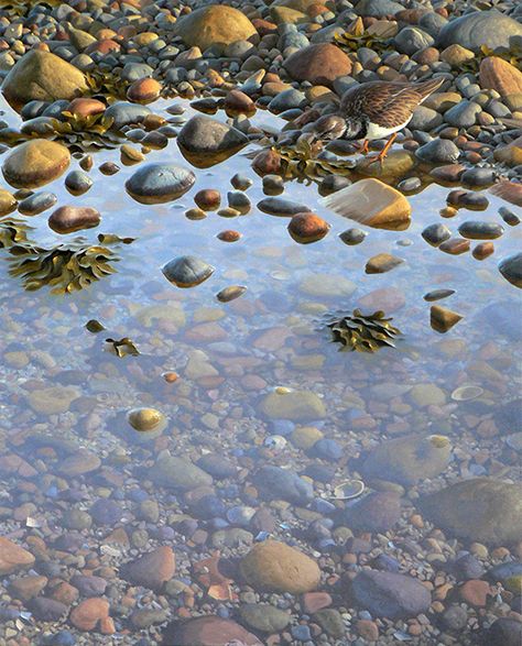 Pebbles In Water Painting, Stones Under Water, Pebbles In Water, Water Stone, Rocks Under Water, Wildlife Prints, Ocean Wallpaper, Underwater Creatures, Water Art