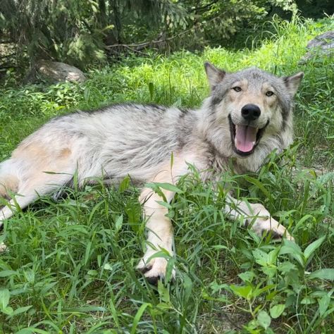 Wolf Conservation Center 🐺 (@nywolforg) on X Wild Wolves, Wolf Conservation Center, Wild Wolf, Wolves, Quick Saves