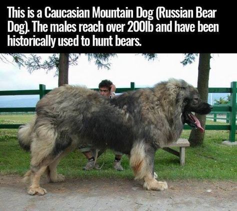 Russian Bear Dog, Ras Anjing, Caucasian Shepherd Dog, Caucasian Shepherd, Huge Dogs, Bear Dog, Animal Facts, Guard Dogs, Mountain Dogs