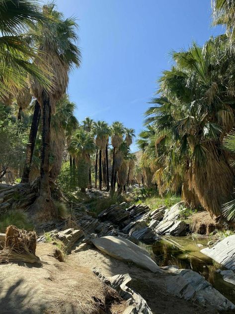 Hiking Lower Palm Canyon Trail - Visit Palm Springs Palm Springs Hiking, Palm Canyon, Hiking Photos, California Hikes, Hiking Guide, Palm Springs California, Palm Desert, Trading Post, Desert Landscaping