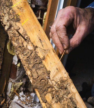 Signs Of Termites, Drywood Termites, Termite Prevention, Wood Termites, Termite Damage, Pest Prevention, Termite Control, Pest Control Services, Warm Spring