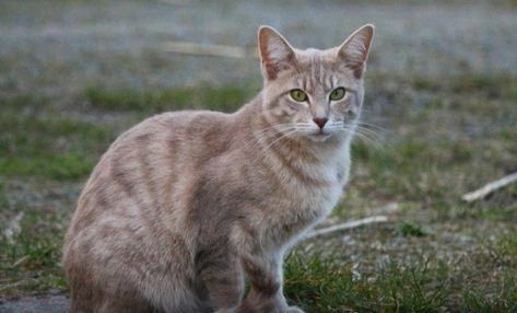 Lilac Tabby Cat, Lilac Cat, Warrior Cats Clans, Anthropomorphic Characters, Cat With Green Eyes, Pine Marten, Cream Cat, Cat Training, Warrior Cat