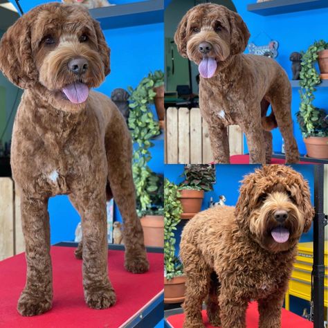 Golden Doodle Haircut Styles Short, Short Doodle Cuts, Mini Golden Doodle Haircut, Labradoodle Short Haircut, Curly Doodle Haircut Styles, Aussie Doodle Haircut Styles, Short Doodle Haircut, Bernedoodle Haircut Styles Summer, Doodle Summer Cut