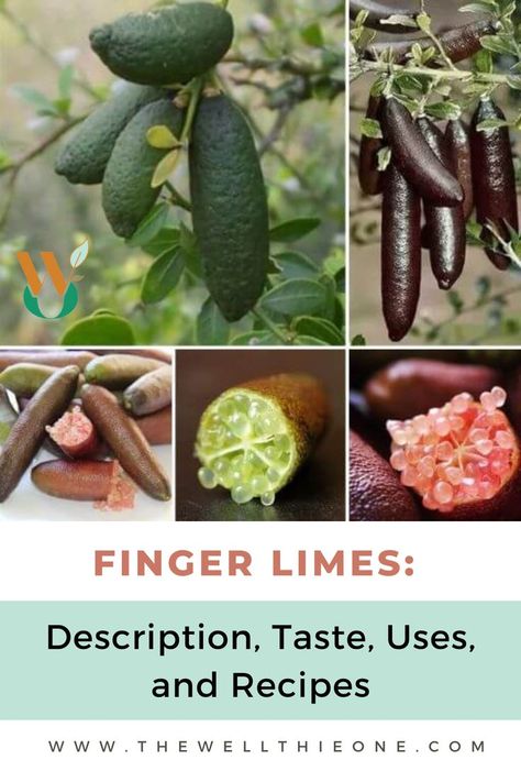 Finger Limes: Description, Taste, Uses, and Recipes Finger Limes, Caviar Lime, Lime Drinks, Citrus Plant, Finger Lime, Unique Fruit, Lime Recipes, Tofu Dishes, Cocktail Drinks Recipes