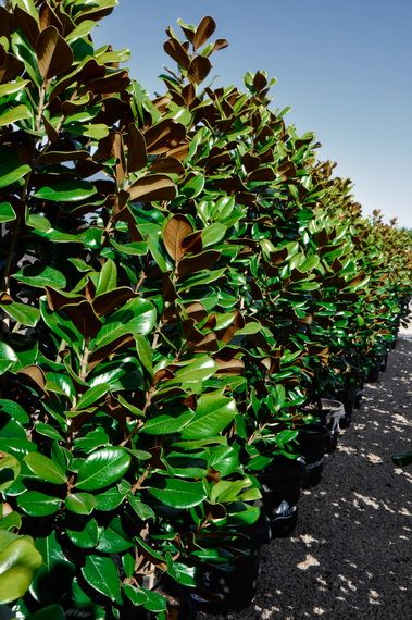 Magnolia grandiflora 'Teddy Bear' | Advanced Trees | Wholesale Nursery - TGA Australia Landscaping Australia Backyard, Magnolia Teddy Bear Hedge, Privacy Plants Australia, Screening Trees Australia, Garden Hedges Ideas Australia, Hedges Landscaping Australia, Hedging Plants Australia, Screening Plants Australia, Magnolia Hedge