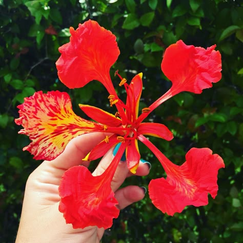 Flamboyant flower..my fav Poinciana Tattoo, Royal Poinciana Flower, Gulmohar Flowers, Mila Tattoo, Poinciana Flower, Gulmohar Tree, Floral Reference, Delonix Regia, Royal Poinciana