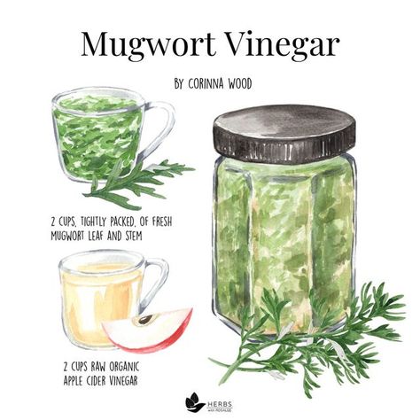 Herbs With Rosalee on Instagram: "Spring is popping up everywhere!  🌱 Have you tried making herbal vinegar in your kitchen? I have an exciting…and flavorful surprise for you! 🌱 Vinegar excels at extracting minerals from plants. Minerals, like calcium, magnesium, and phosphorus, are important for building strong bones, teeth, and hair, but they can be hard to extract. 🌱 Fortunately, our weekly podcast’s guest episode, Corinna Wood, shared her own delicious and nutritious herbal vinegar from mugwort! 🌱 Caution: you must be absolutely certain that you’ve positively identified mugwort (sometimes confused with poison hemlock), and harvest early in the season before the plant is 6” from the ground. 🌱 I can’t wait for you to try this out! 🌱 Type the keyword VINEGAR to get access to the full Poison Hemlock, Herbal Vinegar, Strong Bones, Healing Herbs, Have You Tried, You Tried, Vinegar, Mist, Meal Planning