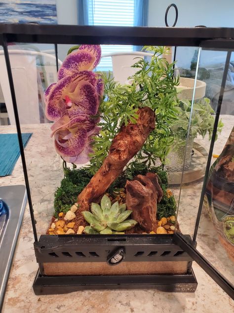 Pink Toe Tarantula Enclosure, Arboreal Tarantula Enclosure, Tarantula Enclosure Ideas, Tarantula Terrarium, Arboreal Tarantula, Tarantula Pet, Tarantula Enclosure, Spider Enclosure, Jumping Spiders