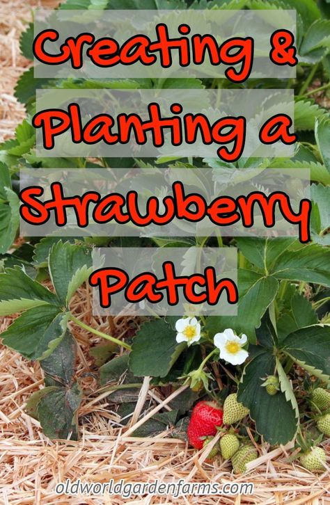 Everything you need to know on how to create and plant a new strawberry patch. #strawberrypatch #strawberries #garden #fruit #straw #everbearing #junebearing #oldworldgardenfarms Fruit Garden Layout, Strawberries Garden, Growing Strawberries In Containers, Strawberries In Containers, Strawberry Beds, Berry Garden, Garden Fruit, Strawberry Planters, Strawberry Garden