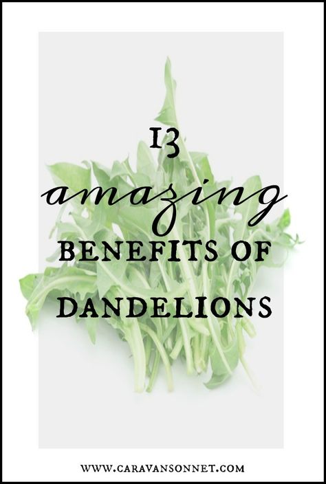 13 Amazing Benefits of Dandelions #dandelion #food #health #caravansonnet Health Benefits Of Dandelions, Dandelion Root Benefits Women, Dandelion Uses And Benefits, Dandelion Supplement Benefits, Dandelion Herb Benefits, Dandelion Root Supplement Benefits, Dandelion Root Tincture Benefits, Dandelion Oil Benefits, Dandelion Tincture Benefits