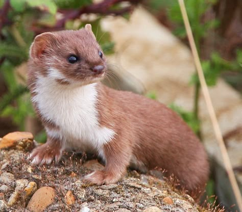 Weasel | Over Fen, Cambridgeshire | John Turner | Flickr Cute Weasel, Cute Animal Tattoos, Animals Tattoo, Tattoo Nature, Cute Ferrets, Pet Bunny, British Wildlife, Animal Drawing, Animal Sketches