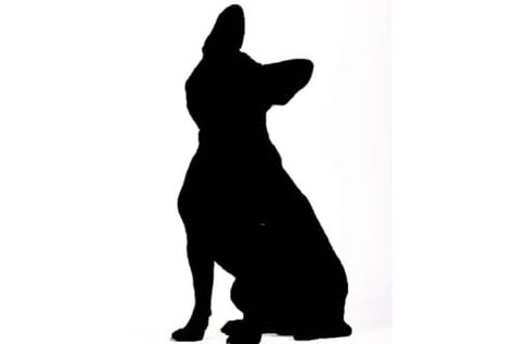 Name The Dog Breed From The Shadow! Dog Shadow, Doodles Drawings, Cloth Design, The Shadow, Doodle Drawings, Dog Breed, Spaniel, The Dog, Dog Breeds