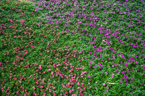 everything-you-need-to-know-about-tapestry-lawns-1122 Tapestry Ground Cover, Tapestry Lawn Garden, Tapestry Yard, Non Grass Lawn, Alternatives To Grass Lawns, Tapestry Lawn, Tapestry Garden, Tennessee Garden, Floral Lawn