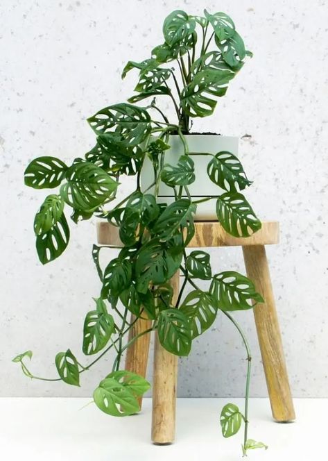 Truck Garden, Oxalis Triangularis, Tropical House Plants, Monstera Adansonii, Swiss Cheese Plant, Alpine Plants, Cheese Plant, Inside Plants, Garden Types